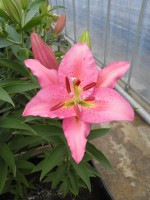 [1896 Malecot VH No01.JPG]